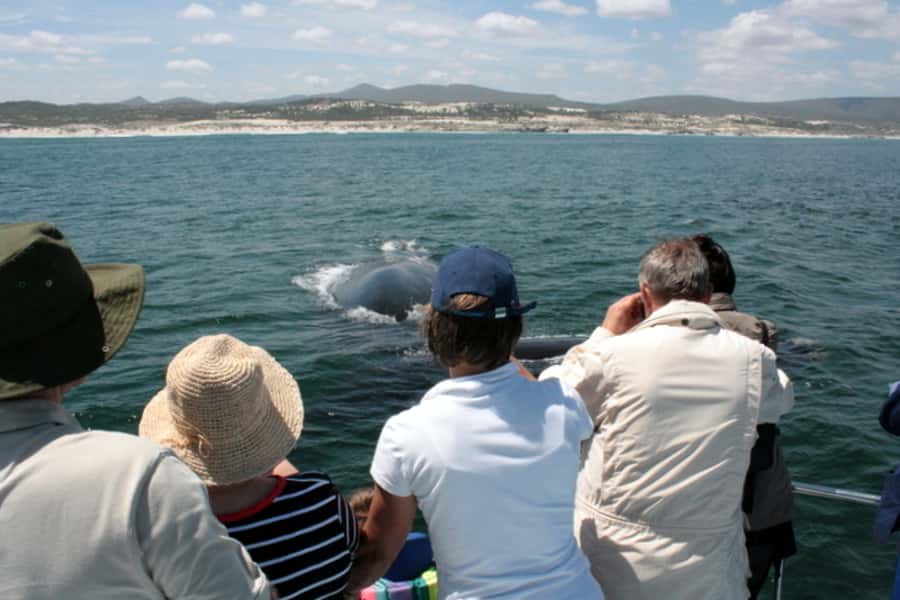 Gansbaai: Whale Watching Trip by Boat - What the two-hour schedule feels like