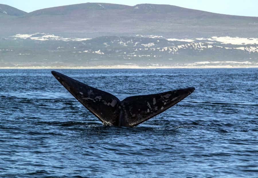 Gansbaai: Whale Watching Trip by Boat - Is $146 a fair price for this whale trip?