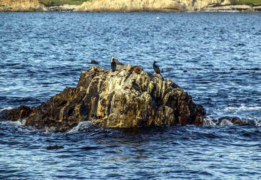Gansbaai: Whale Watching Trip by Boat - Who will enjoy this experience most?