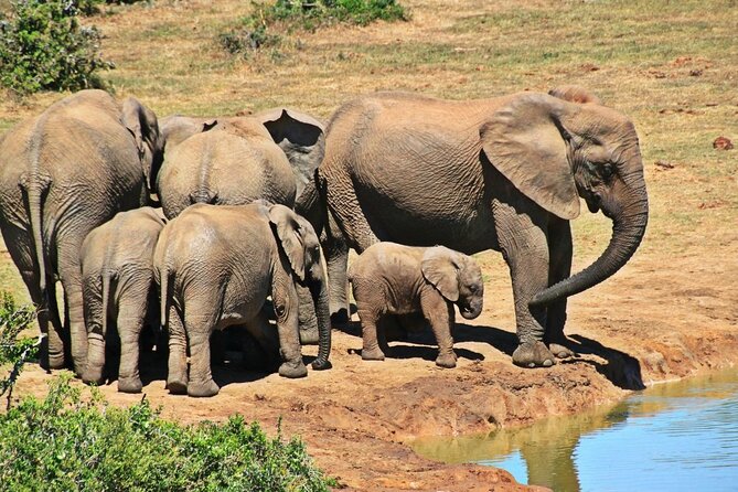 Garden Route 5 Day Hiking & Safari Adventure from Cape Town - Day three: Knysna Heads, Robberg, and Plettenberg Bay