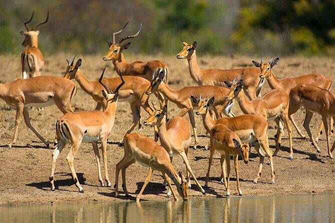 Garden Route and Addo National Park 4 Day Safari - Bloukrans offers an optional burst of nerve