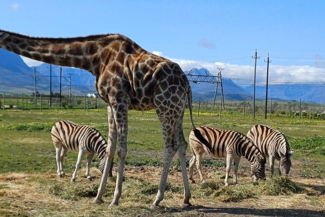 Giraffe Encounter and Cheetah Outreach with Wine Tasting - Key points at a glance