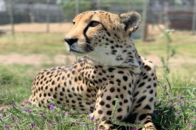 Giraffe Encounter and Cheetah Outreach with Wine Tasting - A Cape Town day with three distinct moods