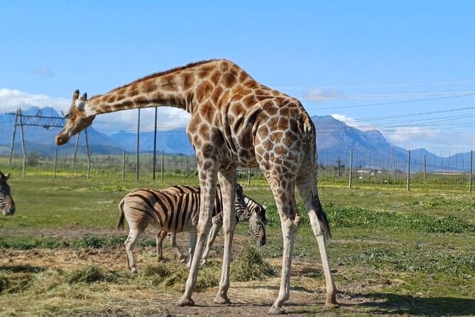 Giraffe Encounter and Cheetah Outreach with Wine Tasting - Giraffe House gives the day a gentler turn