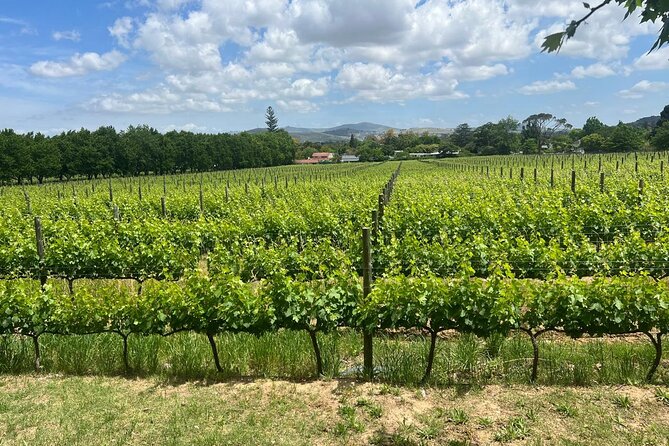 Giraffe Encounter and Cheetah Outreach with Wine Tasting - The Stellenbosch vineyards bring the quiet reward