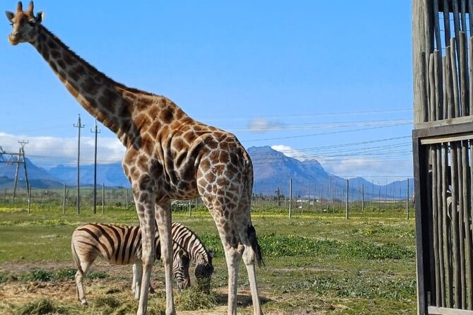 Giraffe Encounter and Cheetah Outreach with Wine Tasting - Why private transport matters on this route