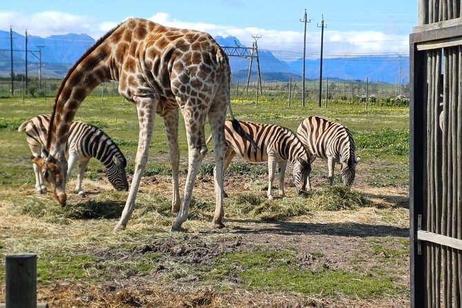 Giraffe Encounter and Cheetah Outreach with Wine Tasting - What the $239.24 price really covers