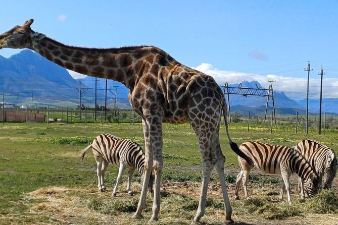 Giraffe Encounter and Cheetah Outreach with Wine Tasting - The guides are part of the appeal