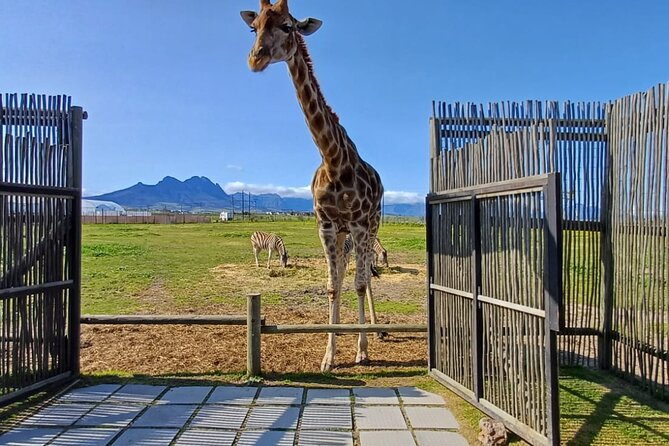 Giraffe Encounter and Cheetah Outreach with Wine Tasting - Who should book this Cape Town outing?