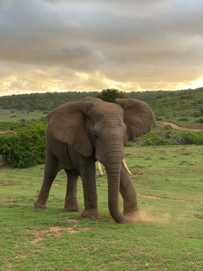 Gqeberha: Park View Game Drive at Schotia Safaris with Lunch - Schotia Safaris at a glance