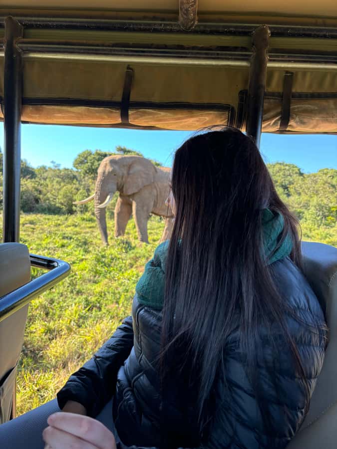 Gqeberha: Park View Game Drive at Schotia Safaris with Lunch - Why Schotia works well for a first safari