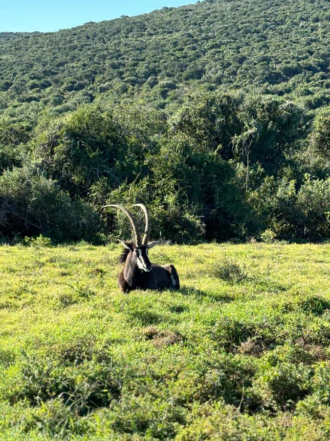 Gqeberha: Park View Game Drive at Schotia Safaris with Lunch - Four hours among more than 2,000 animals
