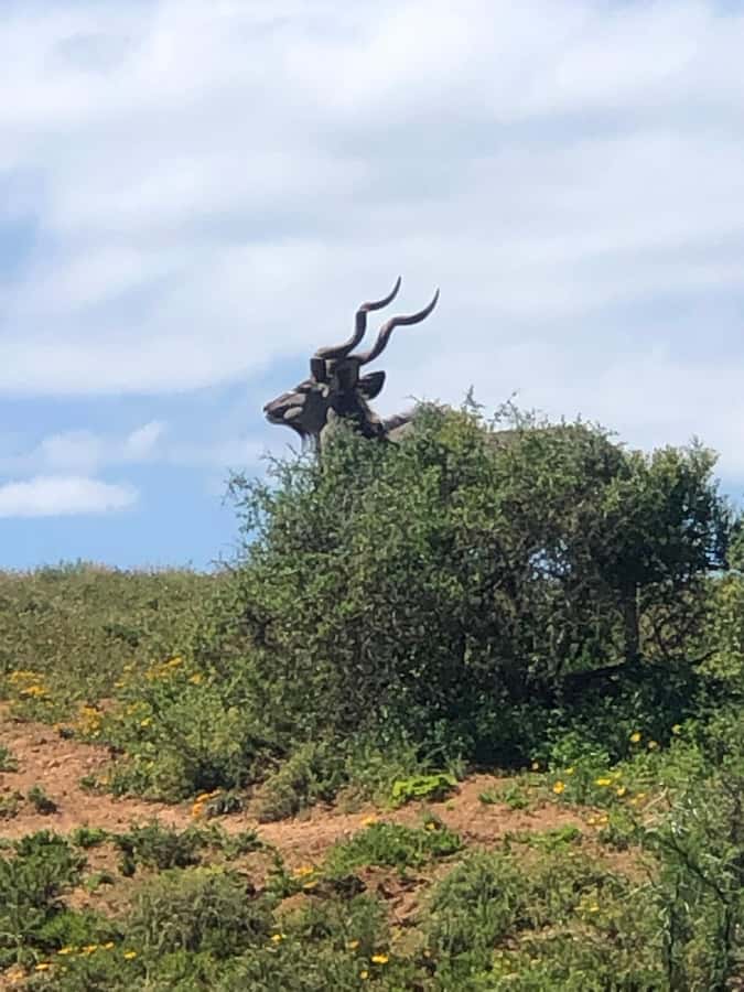 Gqeberha: Park View Game Drive at Schotia Safaris with Lunch - The picnic stop and South African braai