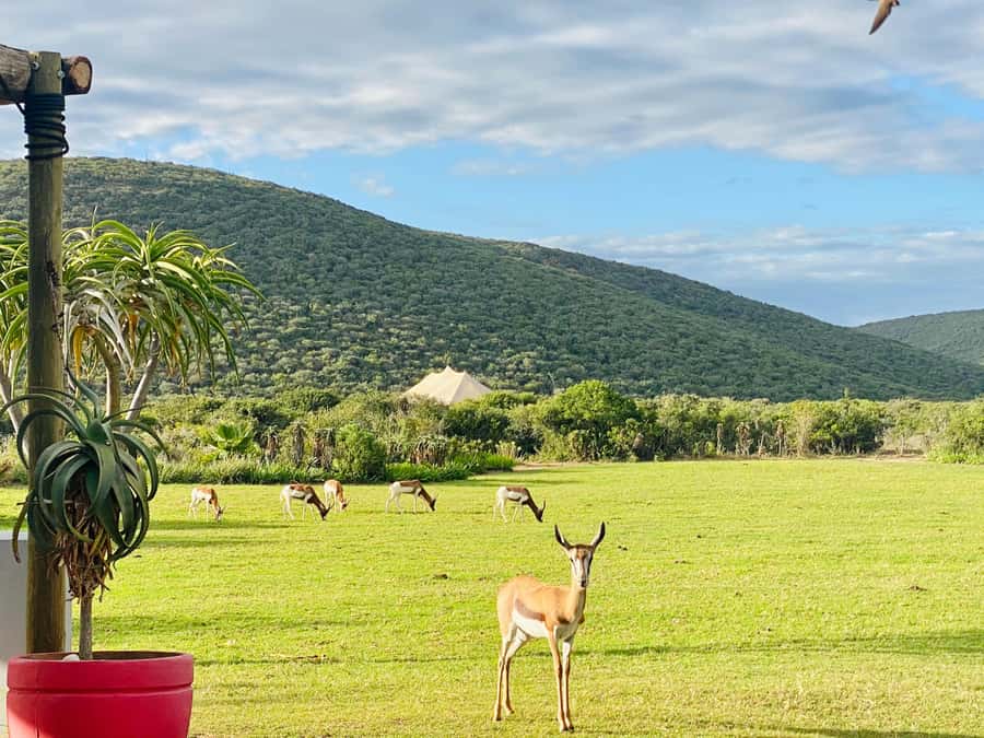 Gqeberha: Park View Game Drive at Schotia Safaris with Lunch - What to bring for the vehicle and bush