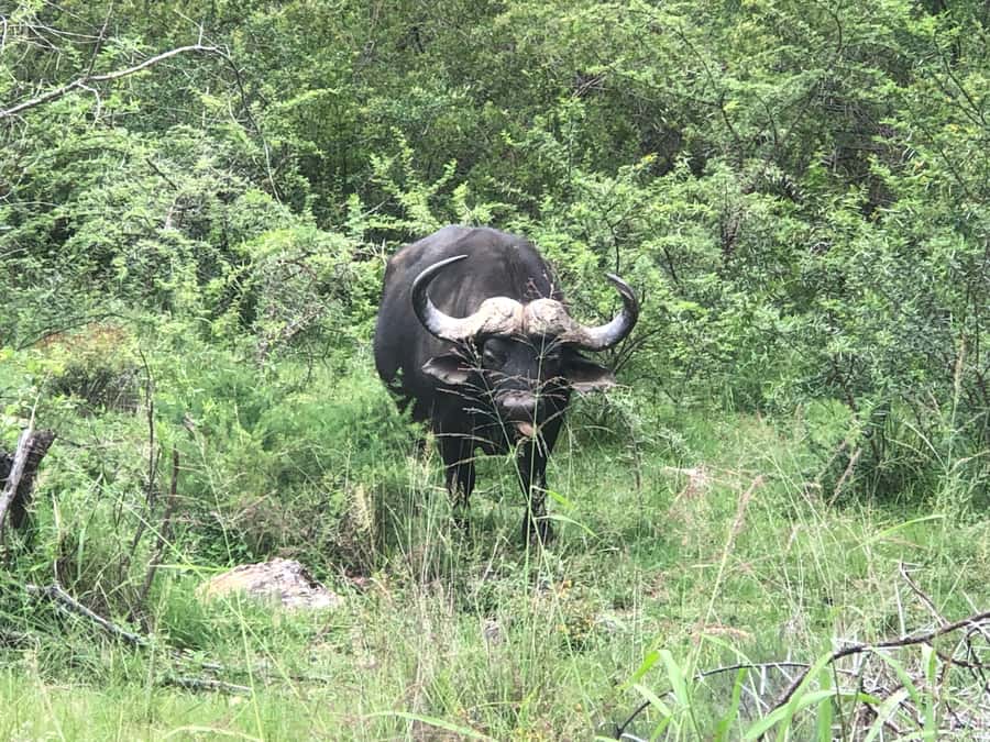 Gqeberha: Park View Game Drive at Schotia Safaris with Lunch - Who will enjoy this safari most
