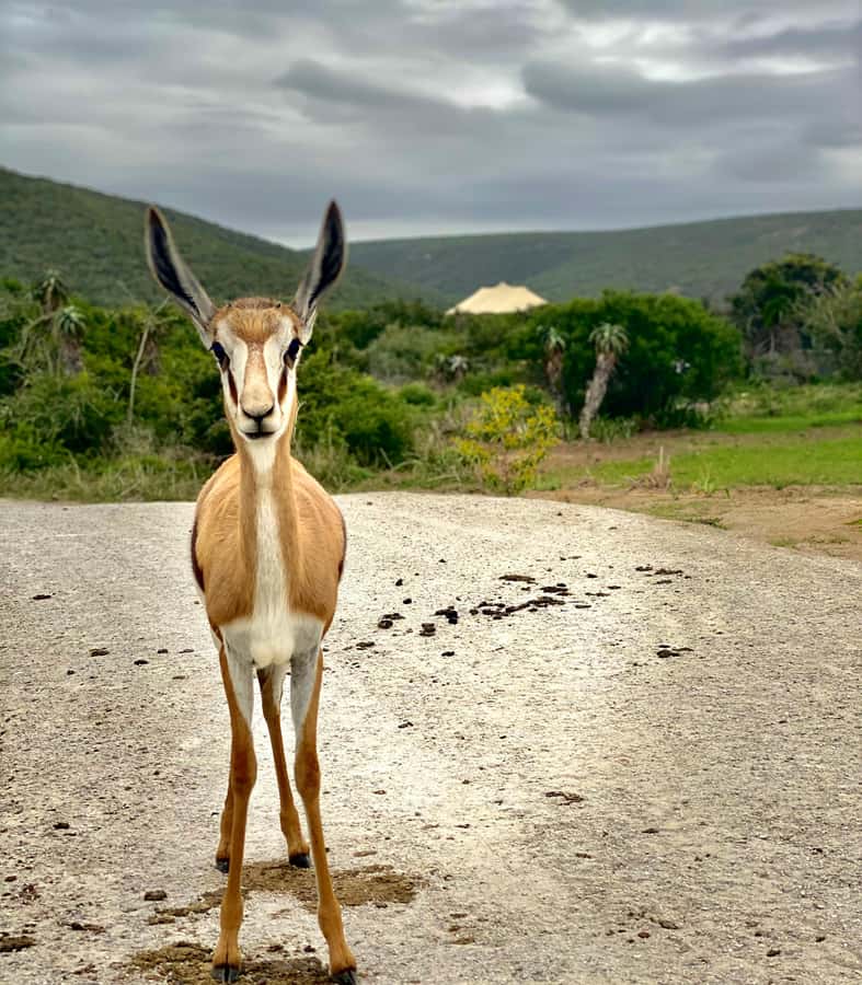 Gqeberha: Park View Game Drive at Schotia Safaris with Lunch - Six practical tips for a better day