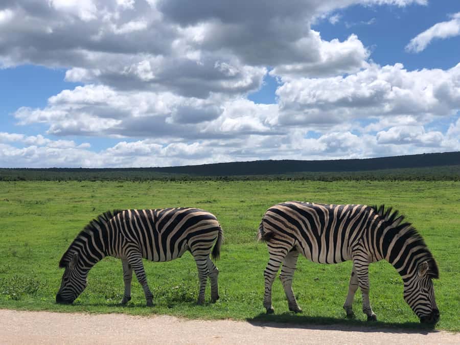 Gqeberha: Park View Game Drive at Schotia Safaris with Lunch - Final verdict: should you book Schotia Safaris?