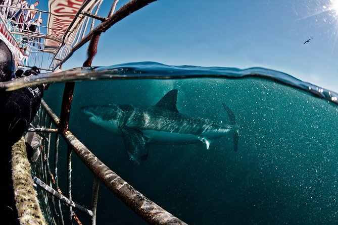 Great White Shark Diving experience. - Key points to know before booking