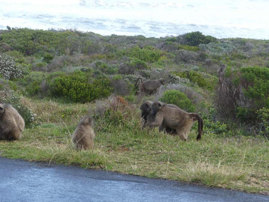 Group Tour of Cape of Good Hope and Boulders Beach Penguins - Key points to know before booking