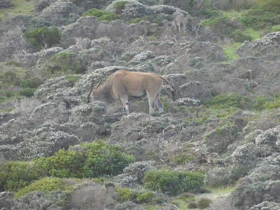 Group Tour of Cape of Good Hope and Boulders Beach Penguins - Why this Cape Peninsula day trip works