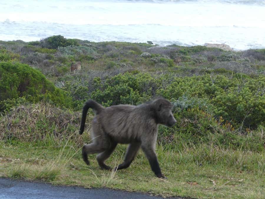 Group Tour of Cape of Good Hope and Boulders Beach Penguins - Hout Bay and Chapman’s Peak Drive