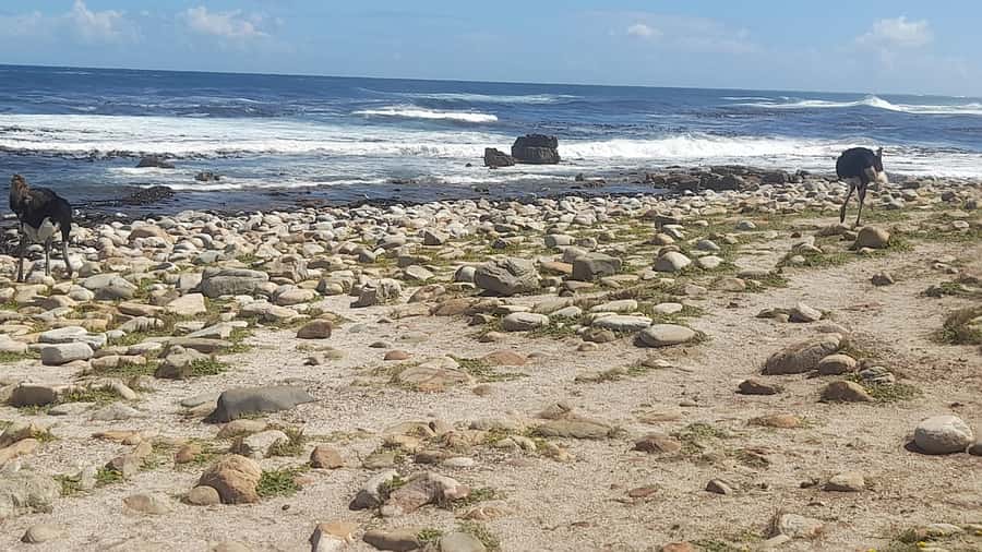 Group Tour of Cape of Good Hope and Boulders Beach Penguins - Cape Point and the New Cape Point Lighthouse