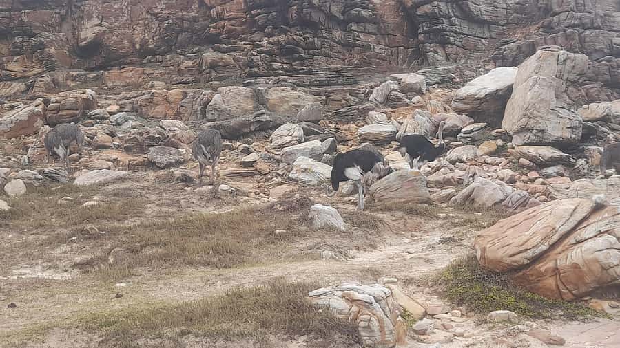 Group Tour of Cape of Good Hope and Boulders Beach Penguins - The Cape of Good Hope: cliffs, coast, and open space