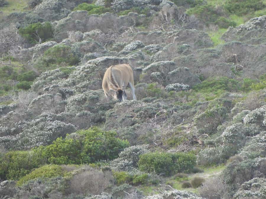 Group Tour of Cape of Good Hope and Boulders Beach Penguins - Muizenberg and the return toward Cape Town