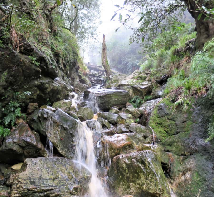 Guided Forest Hike Tour on Table Mountain, Cape Town - Key points before you book