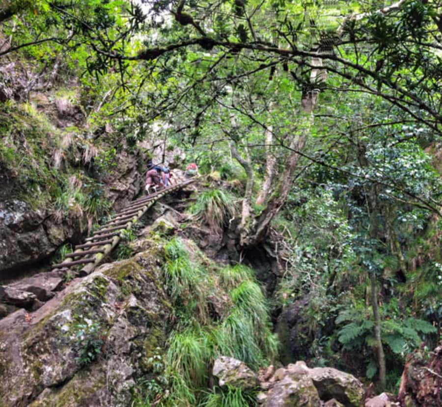 Guided Forest Hike Tour on Table Mountain, Cape Town - Final verdict: book it for the route, not just the summit