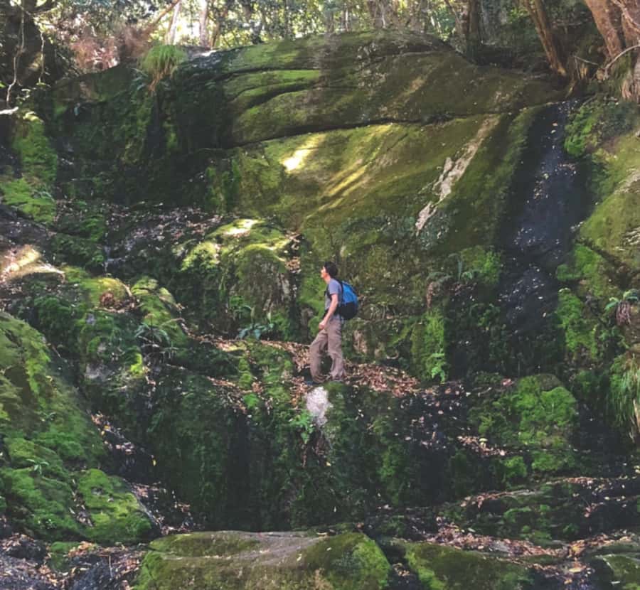 Guided Forest Hike Tour on Table Mountain, Cape Town - Why Skeleton Gorge feels unlike a standard Table Mountain walk