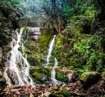 Guided Forest Hike Tour on Table Mountain, Cape Town
