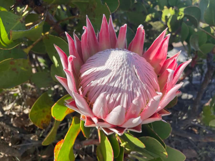 Guided Forest Hike Tour on Table Mountain, Cape Town - What the private guide adds