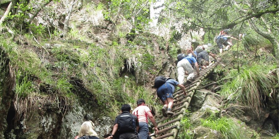 Guided Forest Hike Tour on Table Mountain, Cape Town - Is $137 a fair price?