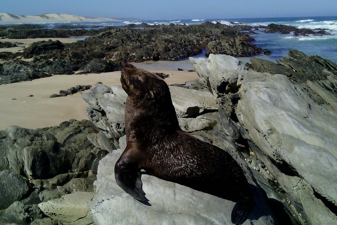 Guided Marine Walk: - Sardinia Bay (Marine Protected Area) - 3 hours - What makes this Sardinia Bay walk worth your time