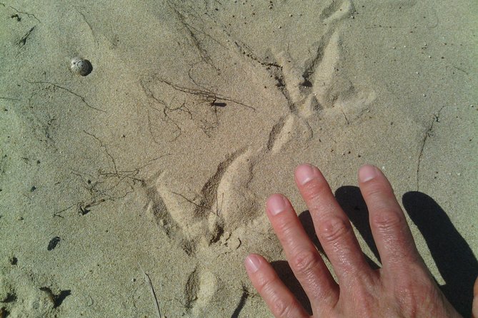 Guided Marine Walk: - Sardinia Bay (Marine Protected Area) - 3 hours - Searching rock pools for marine life