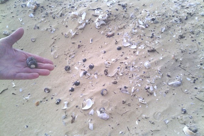 Guided Marine Walk: - Sardinia Bay (Marine Protected Area) - 3 hours - Finding animal tracks and rare coastal plants