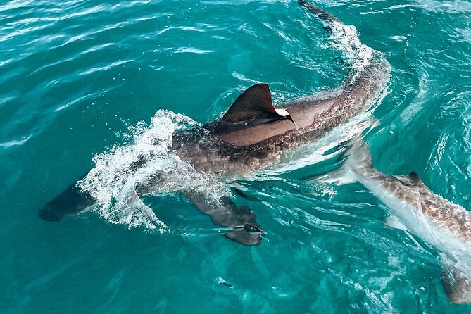 Guided Shark Cage Diving with Hookah Air Supply in Gansbaai - Getting ready for the cage
