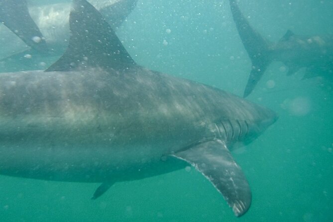 Guided Shark Cage Diving with Hookah Air Supply in Gansbaai - Watching sharks below the surface