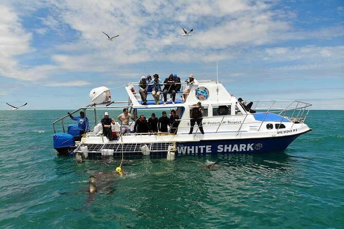 Guided Shark Cage Diving with Hookah Air Supply in Gansbaai - Who will get the most from this experience