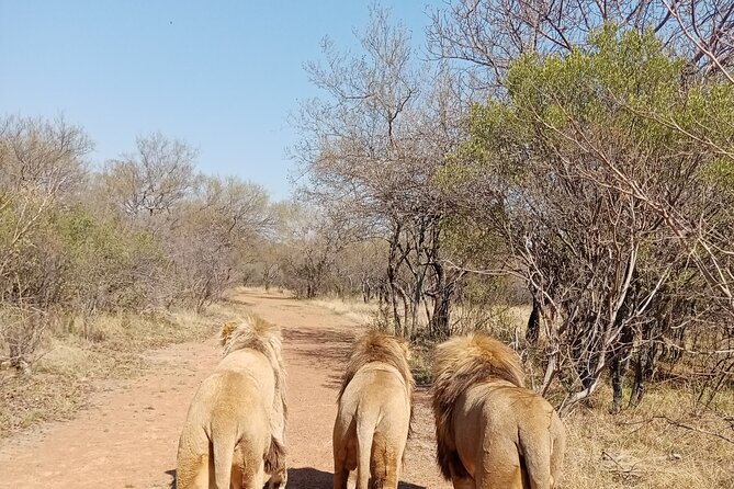 Guided Walking with Lions Bush-walk Tour - Key points to know before booking