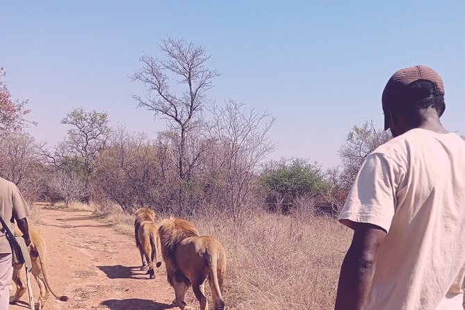 Guided Walking with Lions Bush-walk Tour - The 6 a.m. pickup and the two-hour road trip