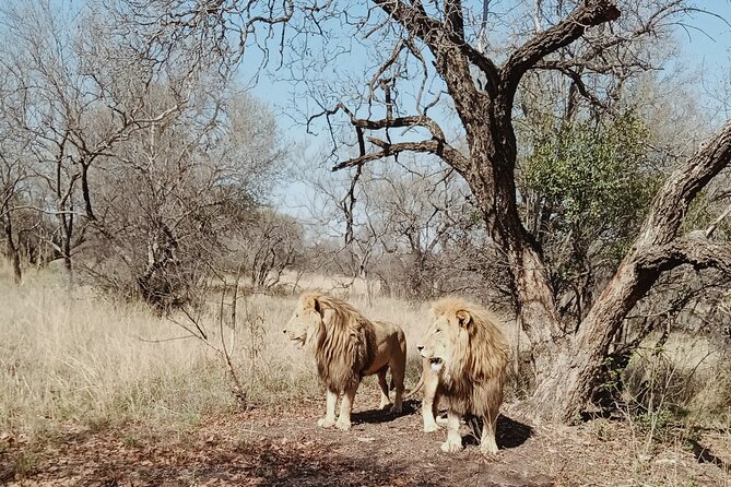 Guided Walking with Lions Bush-walk Tour - Cheetah camp, lion camp, and possible cub time