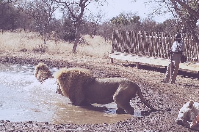 Guided Walking with Lions Bush-walk Tour - Is $288.61 fair value for the day?
