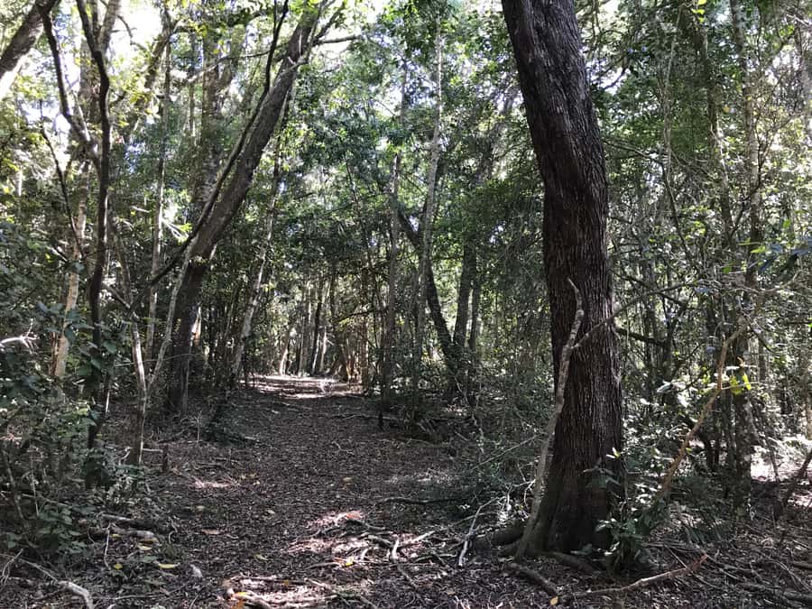 Guided Wildlife Tour and Forest Walk with Lunch Platter - Walking the old Tsitsikamma forest paths