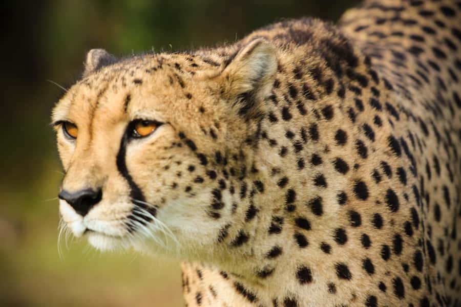 Guided Wildlife Tour and Forest Walk with Lunch Platter - How much value does the $63 price offer?