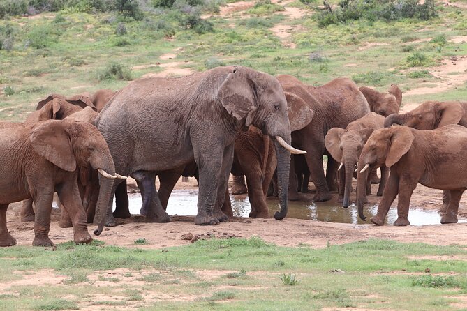 Half-Day Addo Elephant National Park - What You Really Get for $123.19