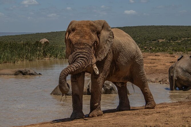 Half-Day Addo Elephant National Park - Four Hours Among Addo’s Elephants
