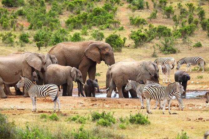 Half-Day Addo Elephant National Park - Should You Book the Half-Day Addo Safari?