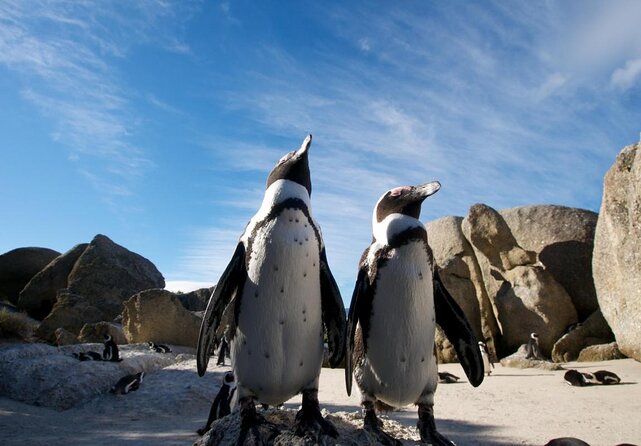 Half day African Penguin Tour - Key points to know before booking